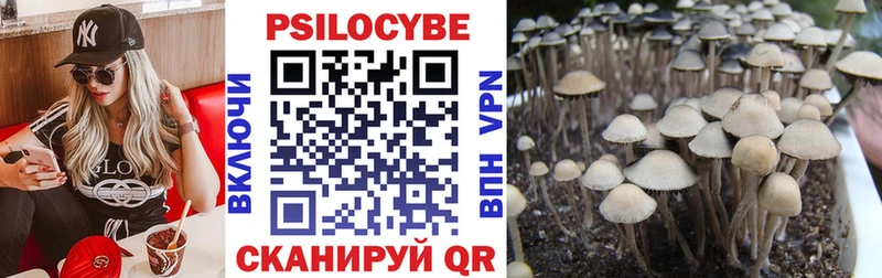 Псилоцибиновые грибы Psilocybe  купить наркоту  Ипатово 